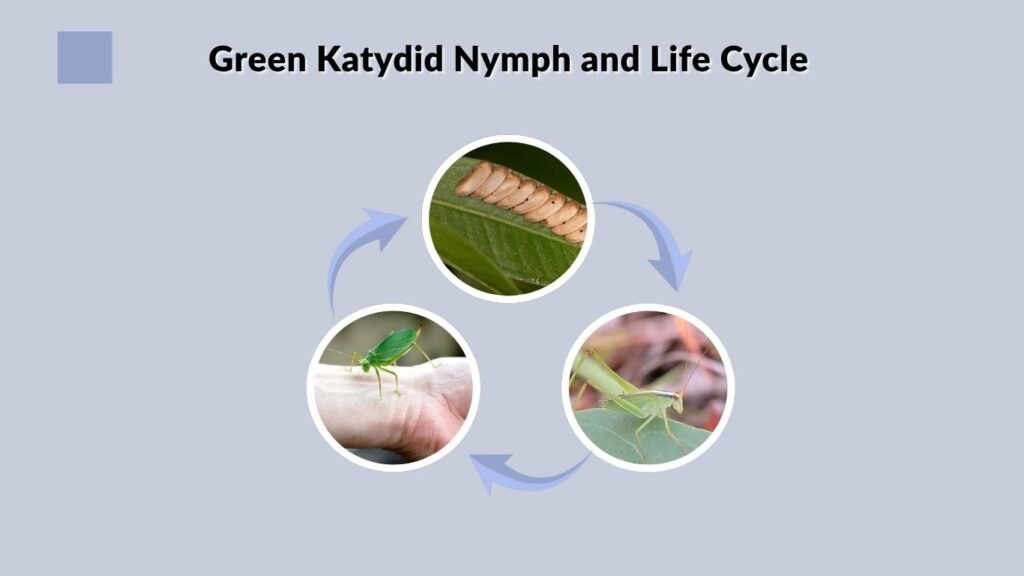 Green Katydid Nymph and Life Cycle