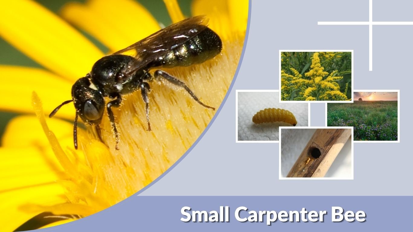 Small Carpenter Bee: Identification, Nest, Sting and Facts