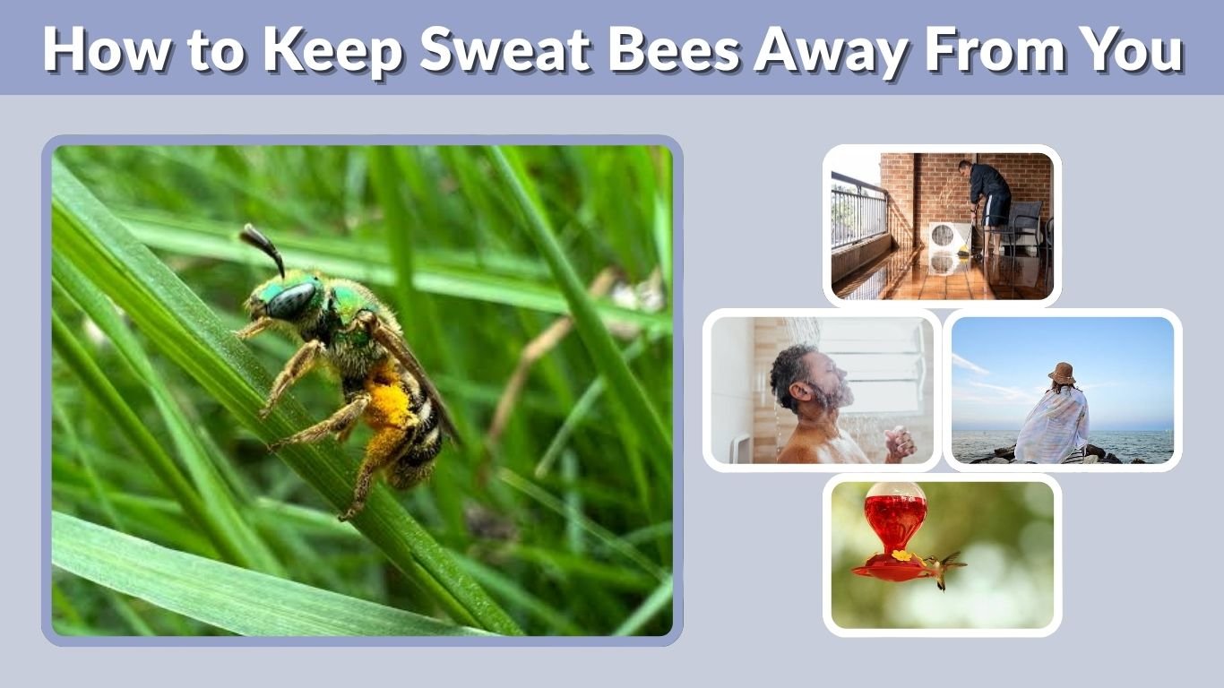 How to Keep Sweat Bees Away From You, Pools, and Porches
