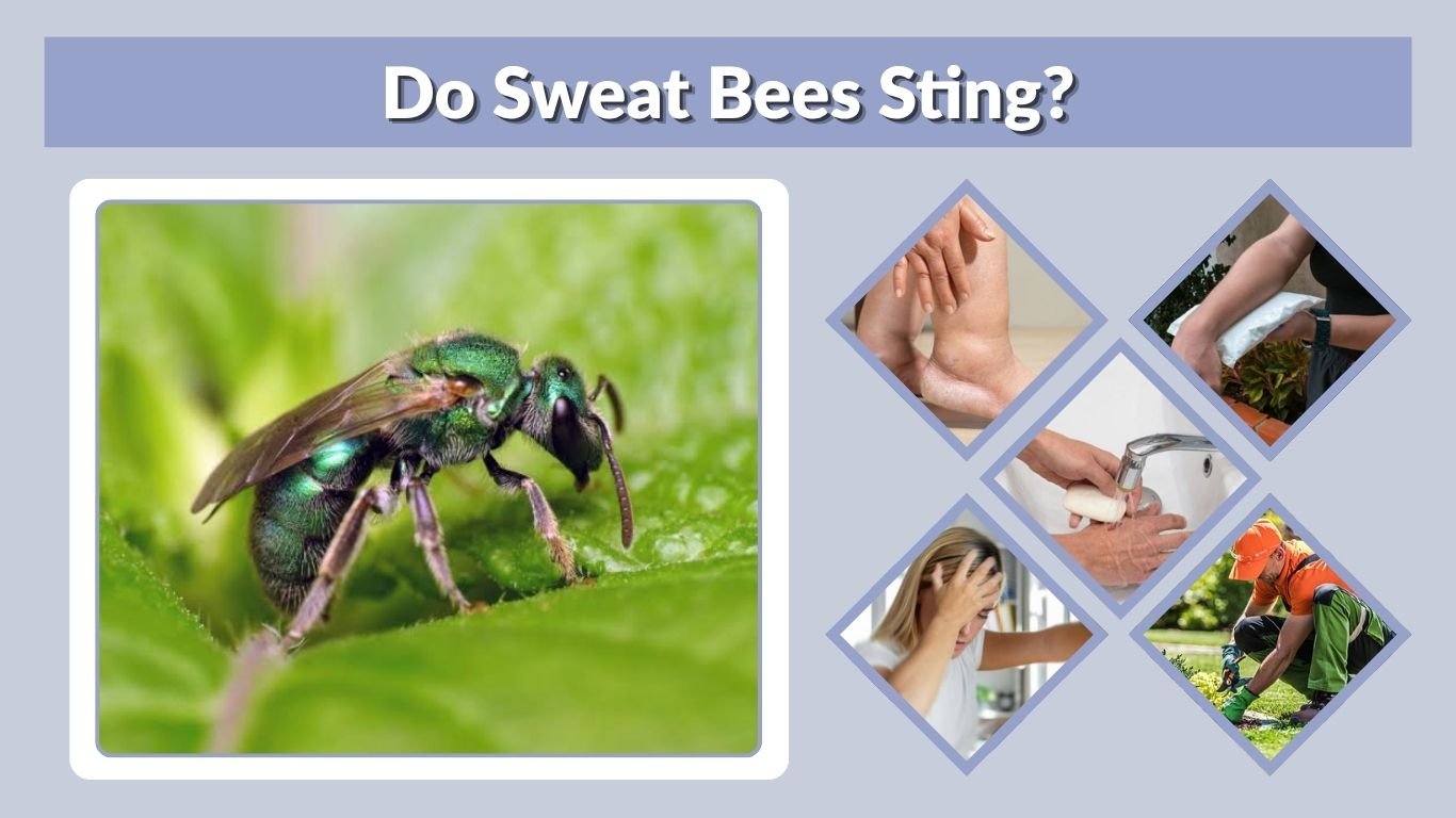 Do Sweat Bees Sting? Symptoms, Treatment and Sting Facts