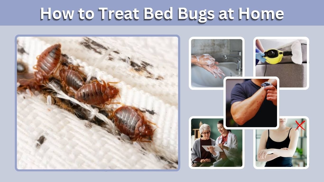 How to Treat Bed Bugs at Home: Complete Treatment Guide