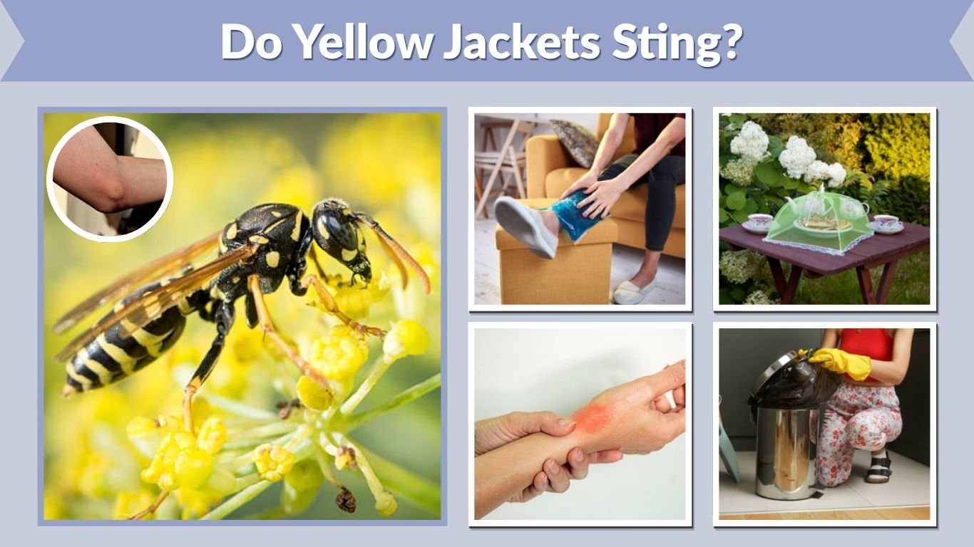 Do Yellow Jackets Sting? Bites, Stings & Safety Facts