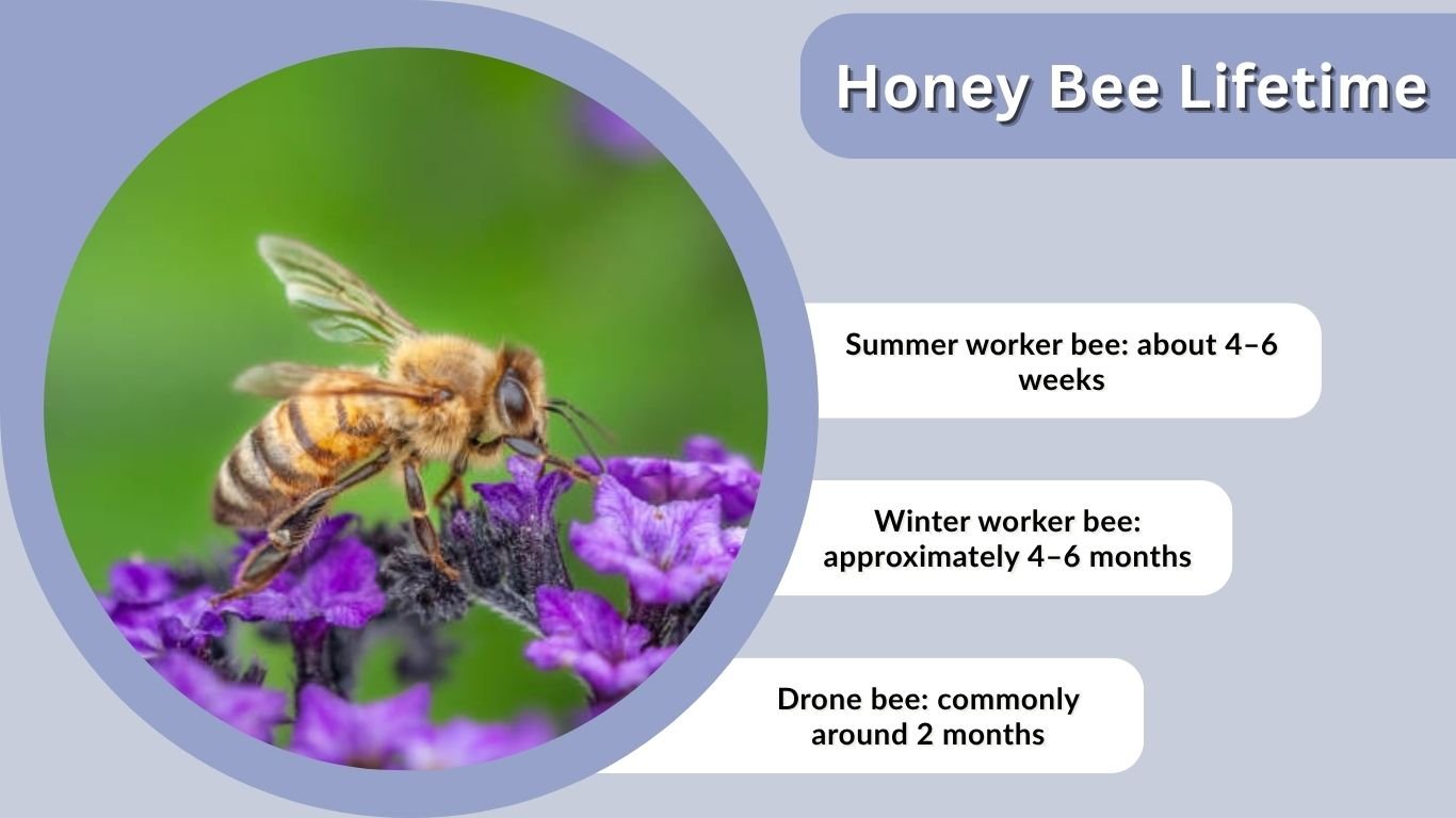 Honey Bee Lifetime: Lifespan and Honey Production