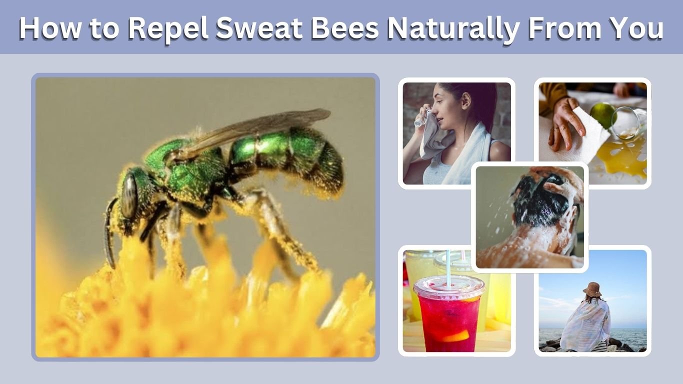 How to Repel Sweat Bees Naturally From You and Your Yard