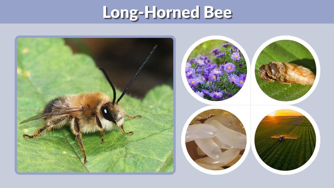 Long-Horned Bee: Identification, Nest, Sting and Facts