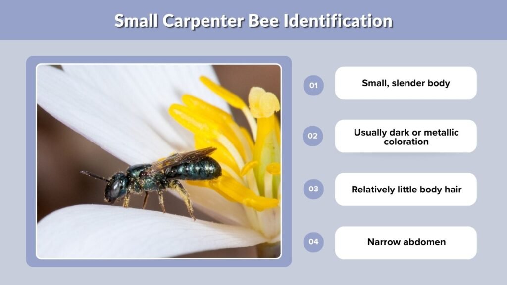 Small Carpenter Bee Identification