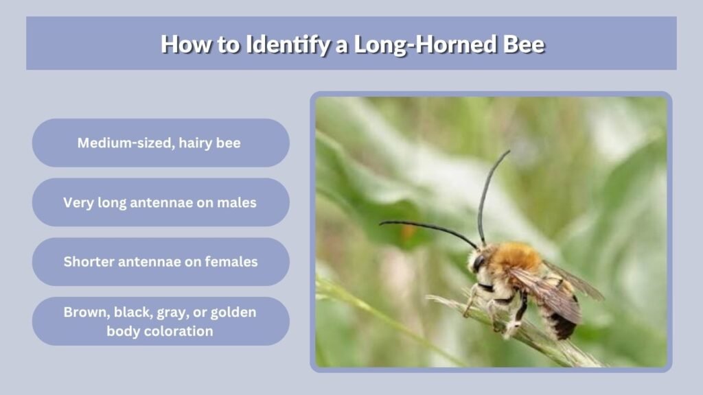 How to Identify a Long-Horned Bee