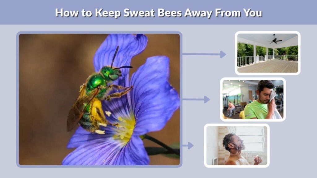 How to Keep Sweat Bees Away From You