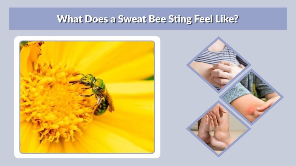 What Does a Sweat Bee Sting Feel Like?