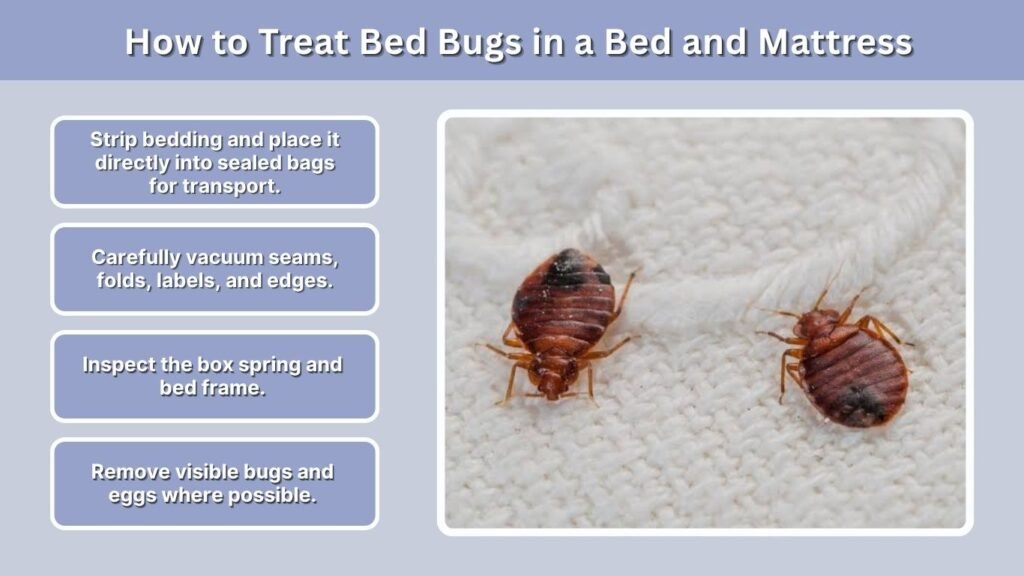 How to Treat Bed Bugs in a Bed and Mattress
