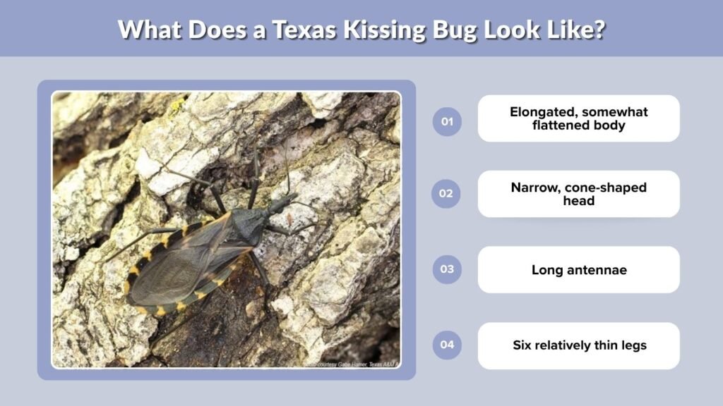 What Does a Texas Kissing Bug Look Like?