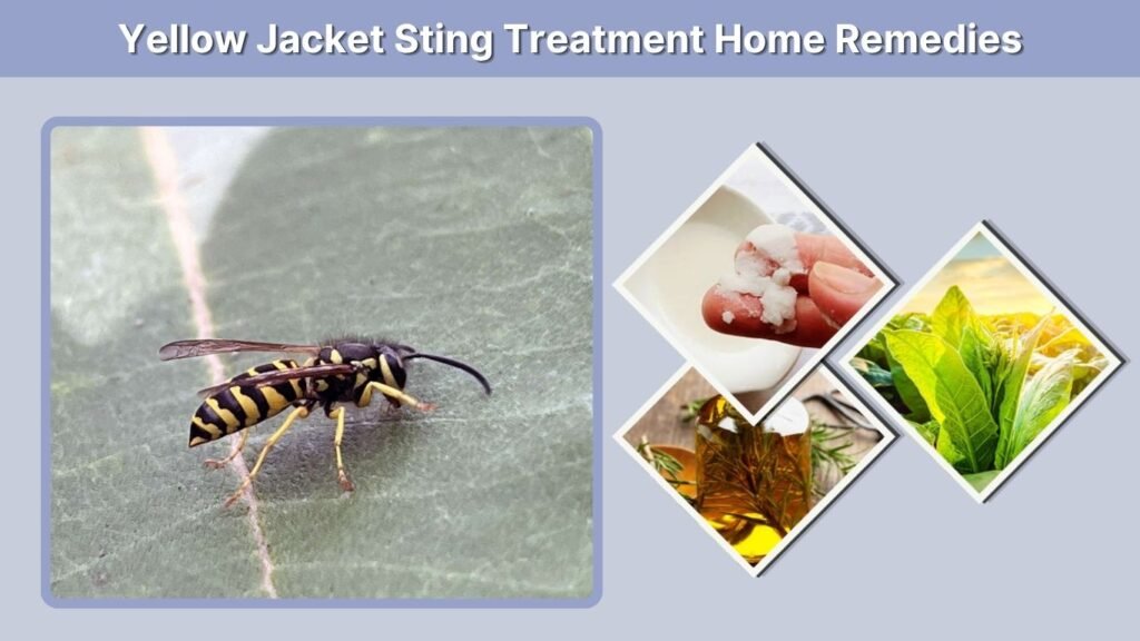 Yellow Jacket Sting Treatment Home Remedies