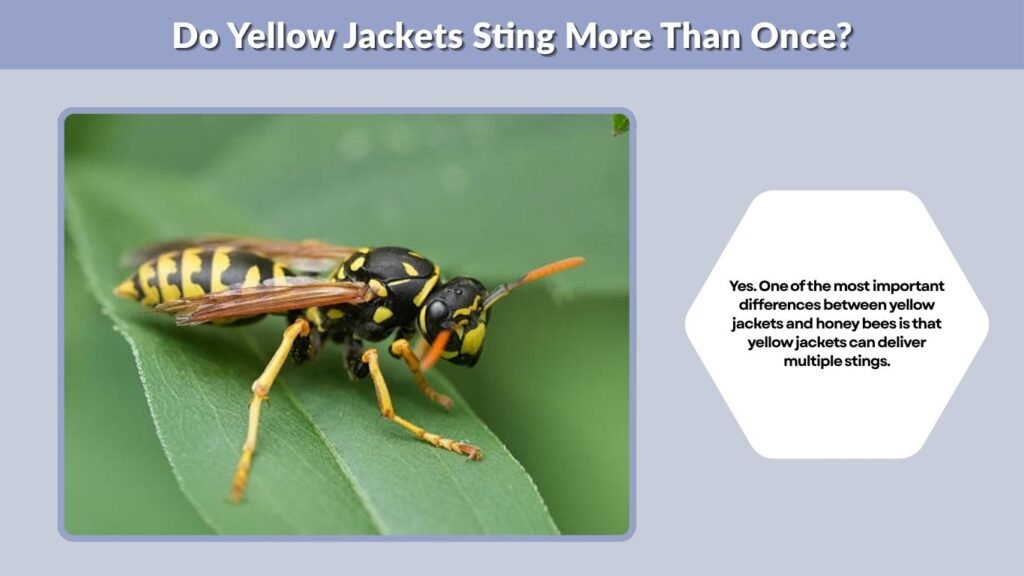 Do Yellow Jackets Sting More Than Once?