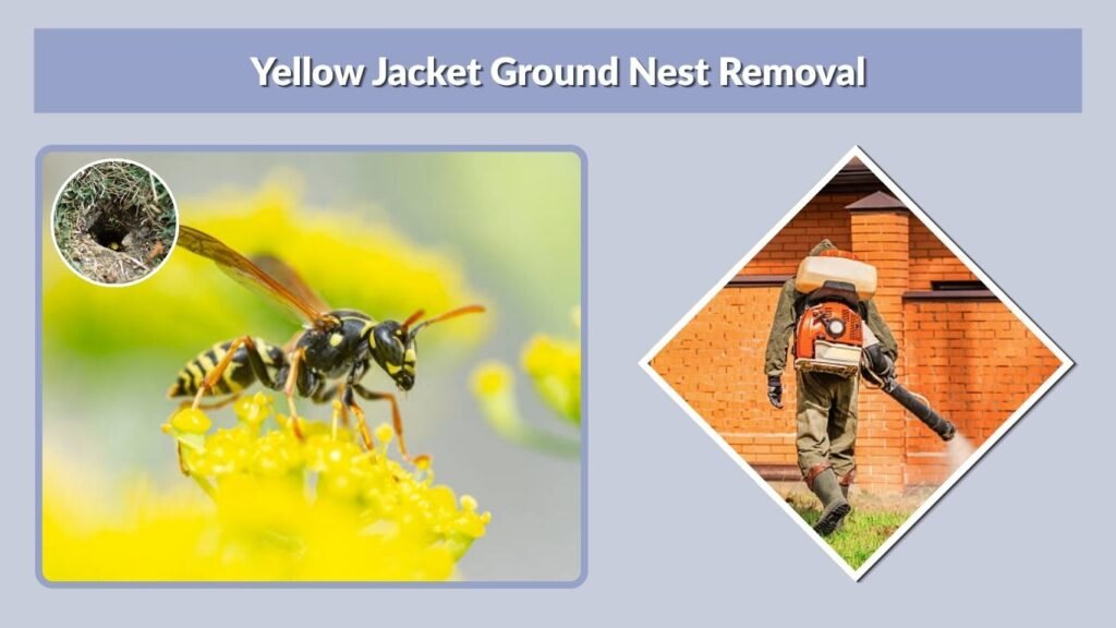 Yellow Jacket Ground Nest Removal