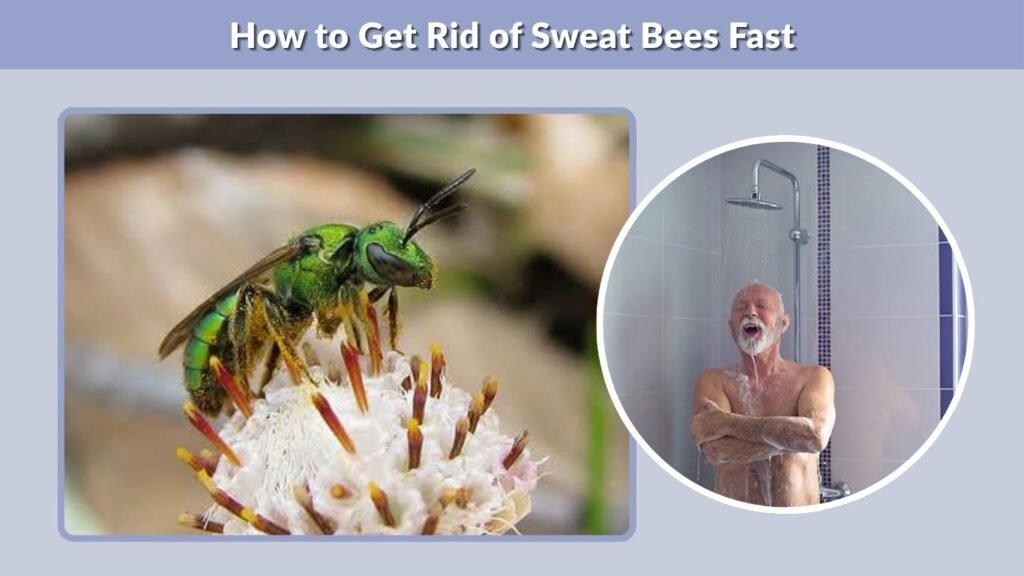 How to Get Rid of Sweat Bees Fast