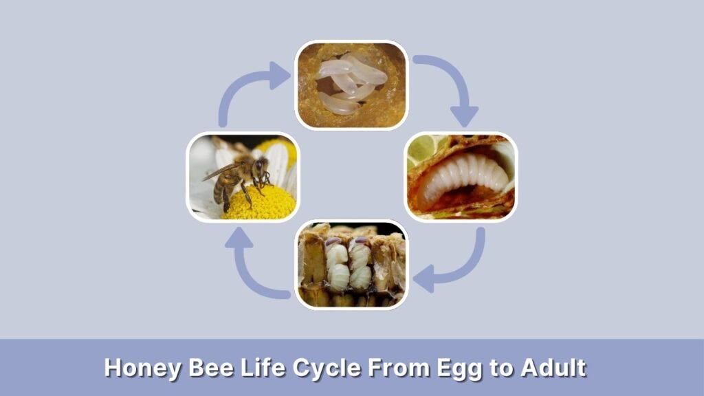 Honey Bee Life Cycle From Egg to Adult