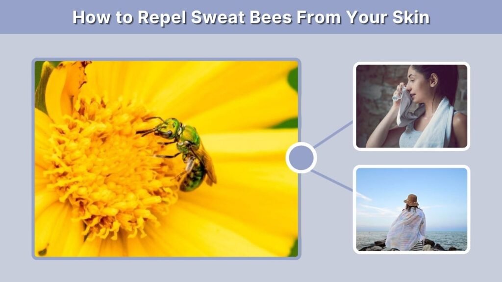 How to Repel Sweat Bees From Your Skin