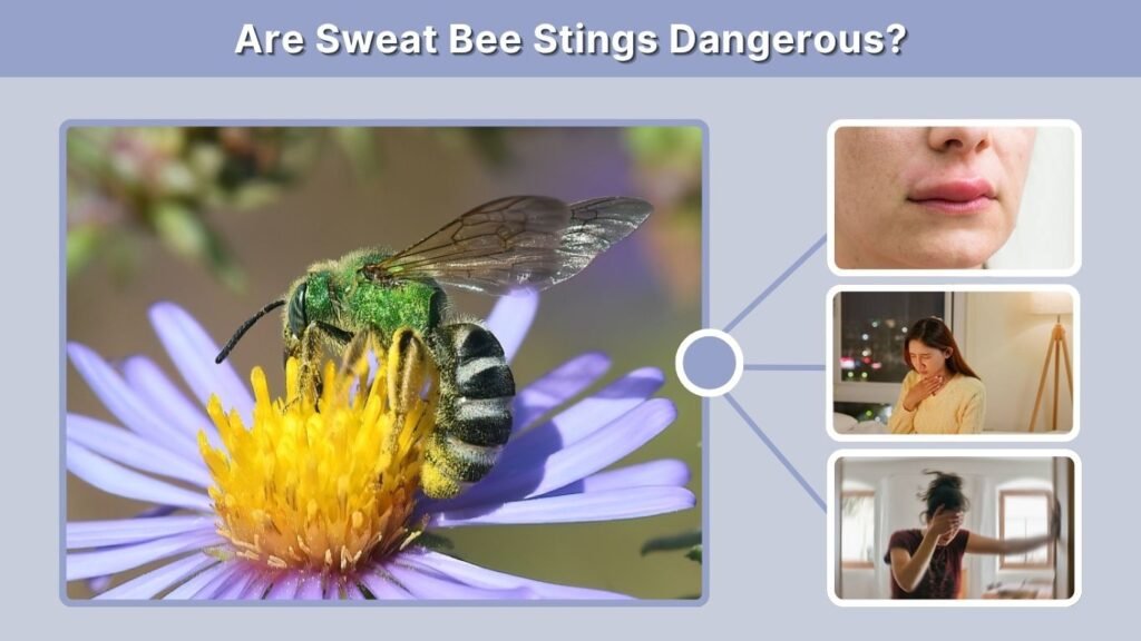 Are Sweat Bee Stings Dangerous?