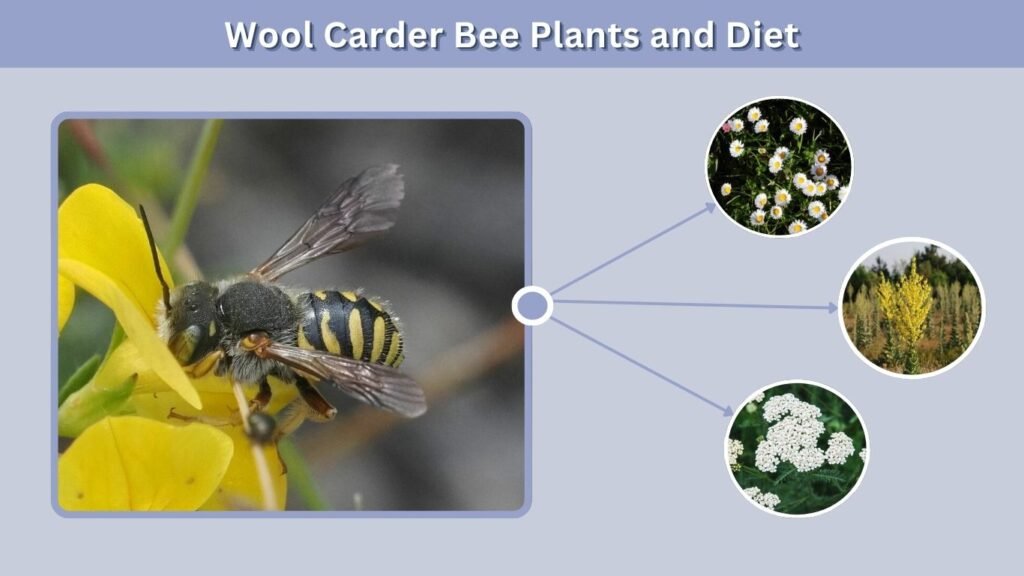 Wool Carder Bee Plants and Diet