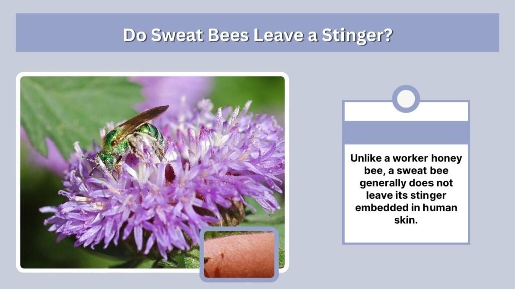 Do Sweat Bees Leave a Stinger?