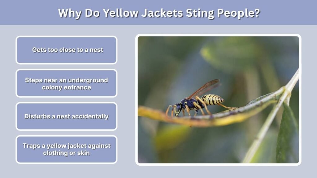 Why Do Yellow Jackets Sting People?
