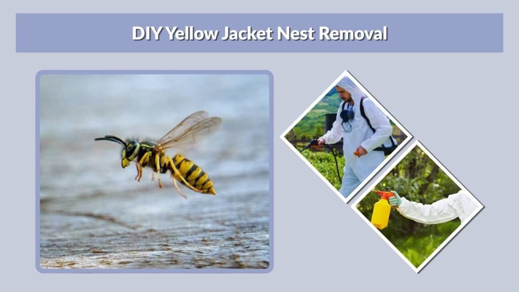 DIY Yellow Jacket Nest Removal