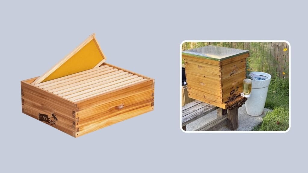 MayBee 10-Frame Langstroth Beehive with Foundations