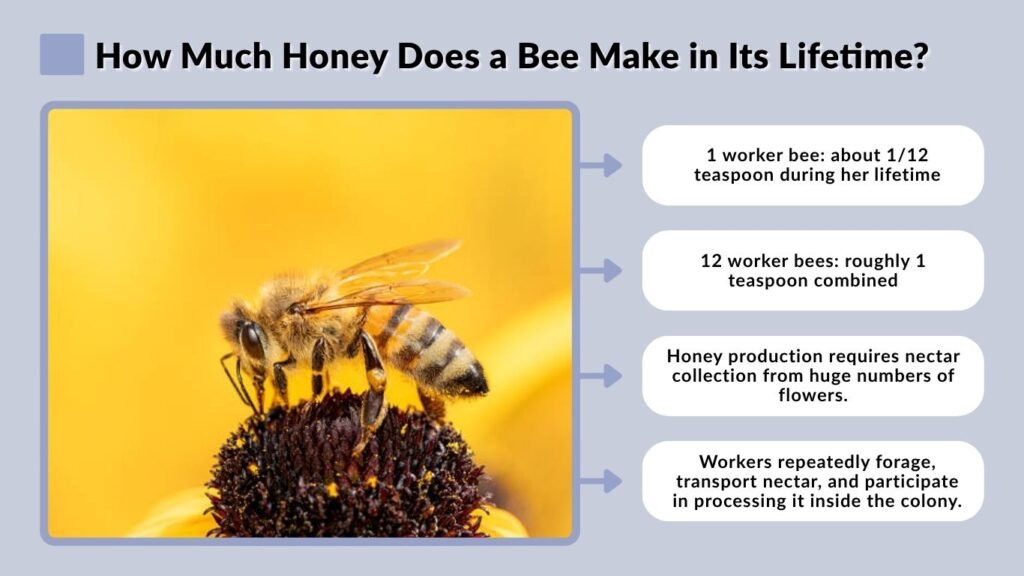 How Much Honey Does a Bee Make in Its Lifetime?