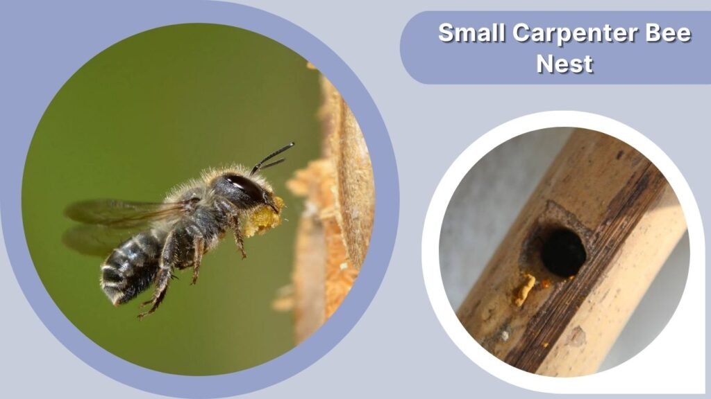 Small Carpenter Bee Nest