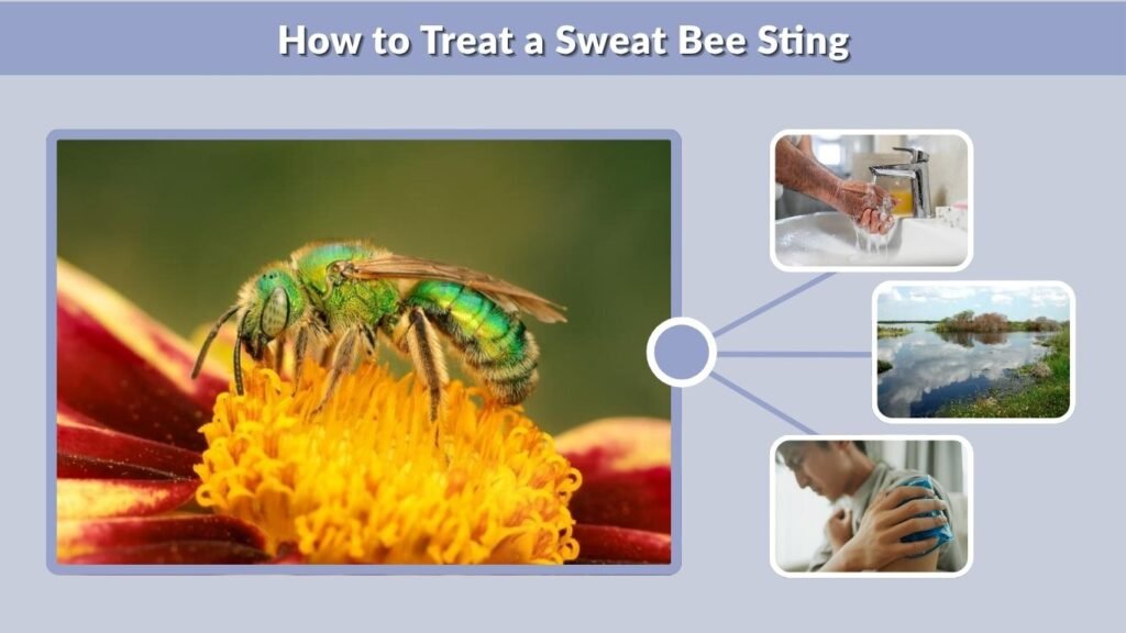 How to Treat a Sweat Bee Sting