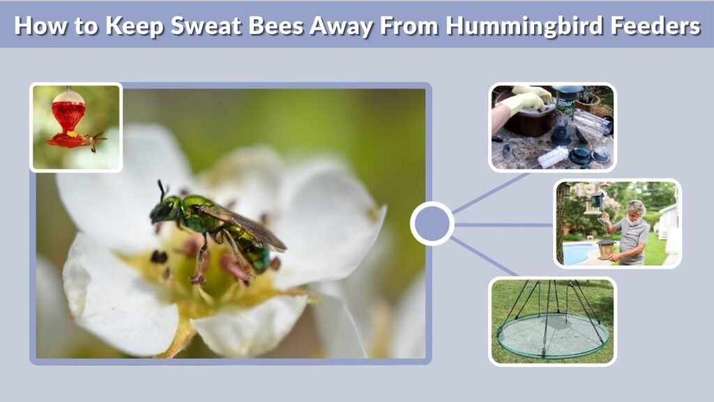 How to Keep Sweat Bees Away From Hummingbird Feeders