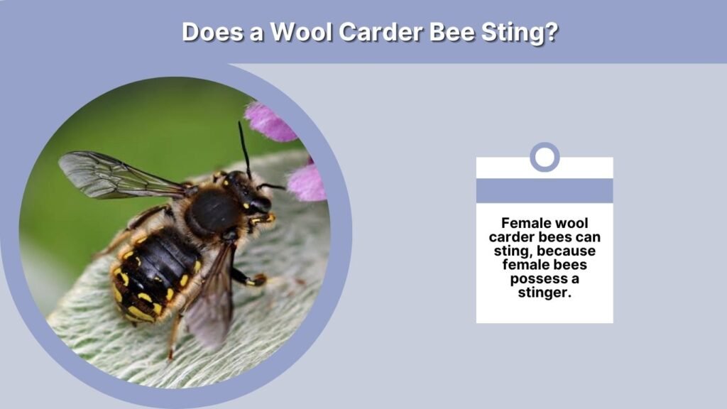 Does a Wool Carder Bee Sting?