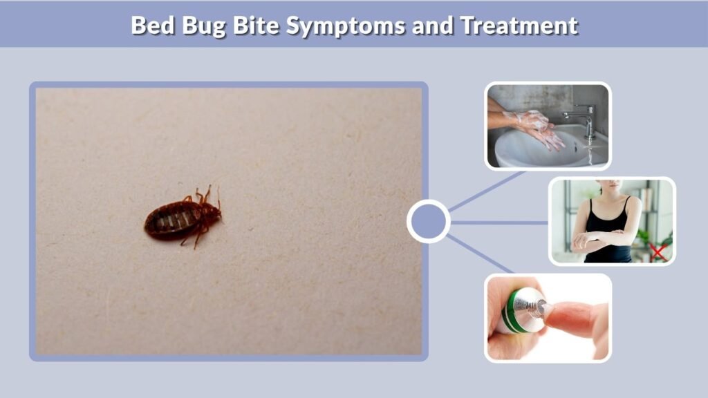 Bed Bug Bite Symptoms and Treatment