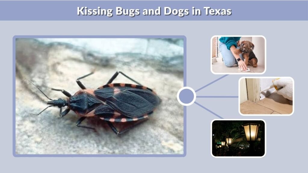 Kissing Bugs and Dogs in Texas