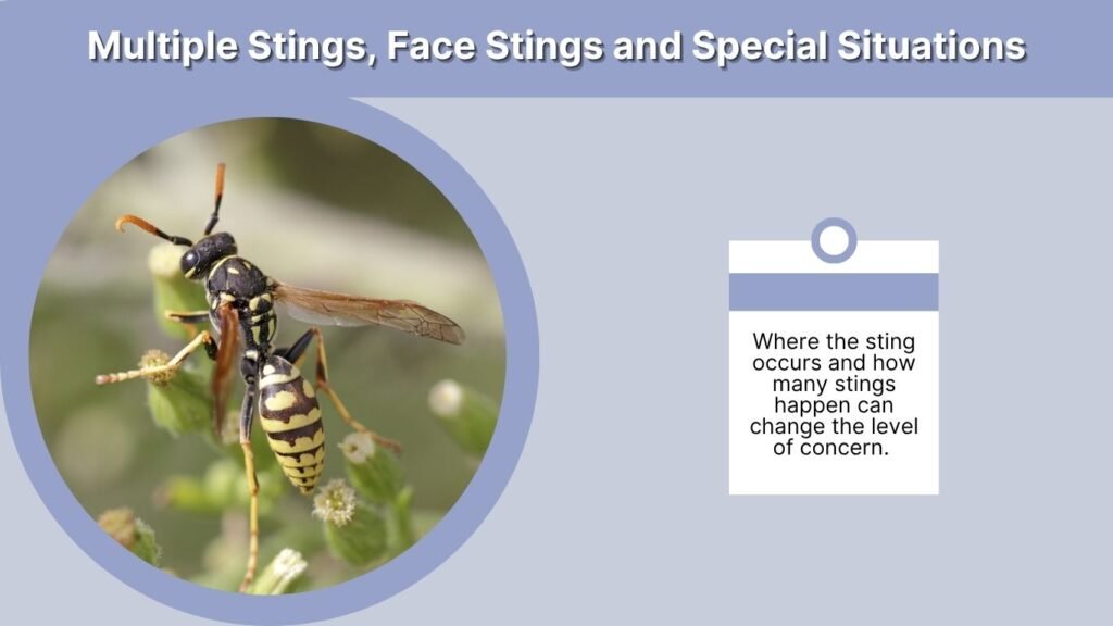Multiple Stings, Face Stings and Special Situations