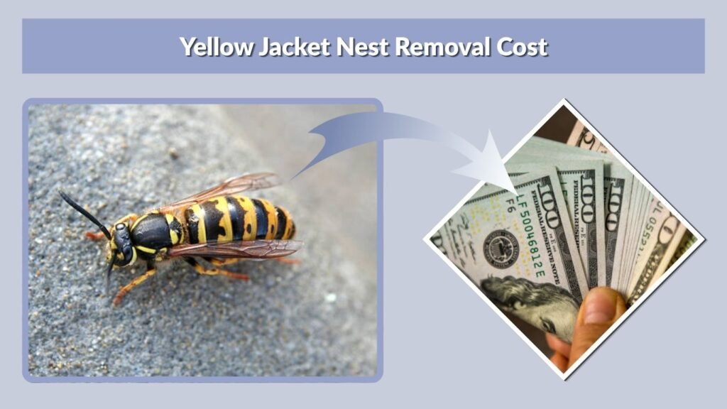 Yellow Jacket Nest Removal Cost