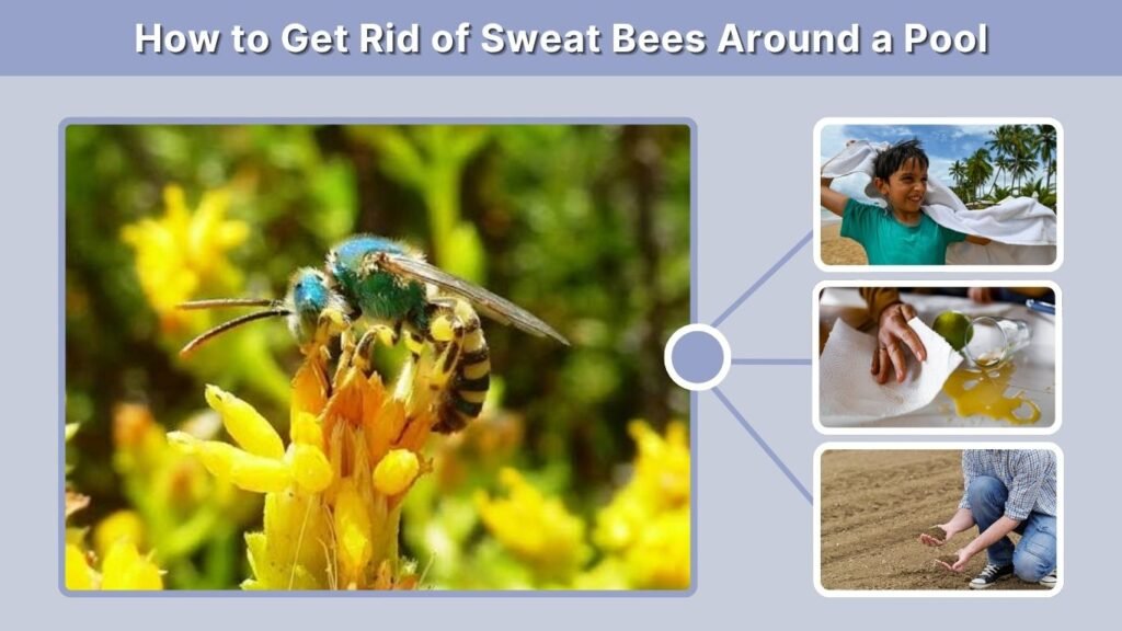 How to Get Rid of Sweat Bees Around a Pool