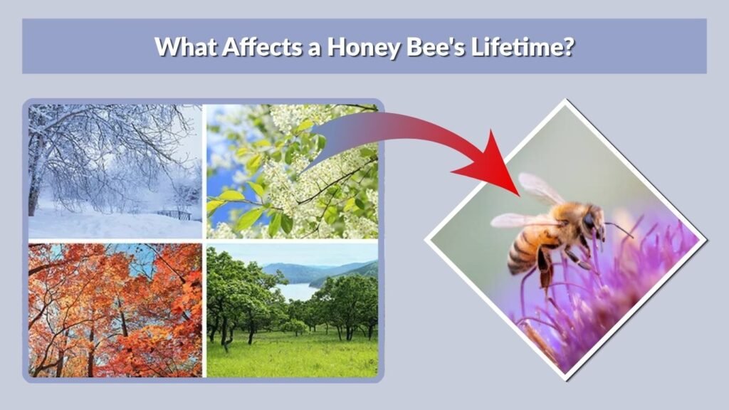 What Affects a Honey Bee's Lifetime?
