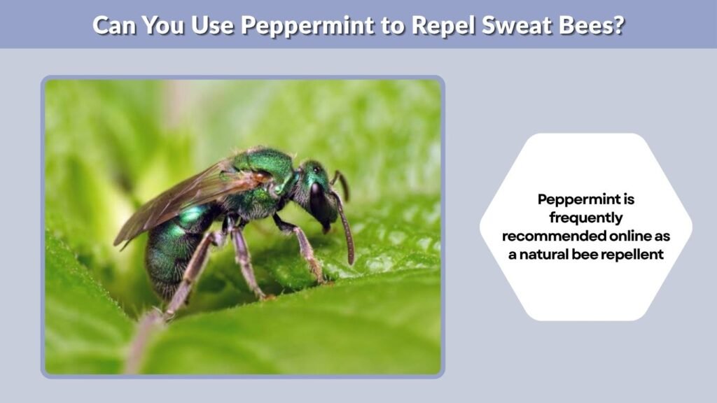 Can You Use Peppermint to Repel Sweat Bees?