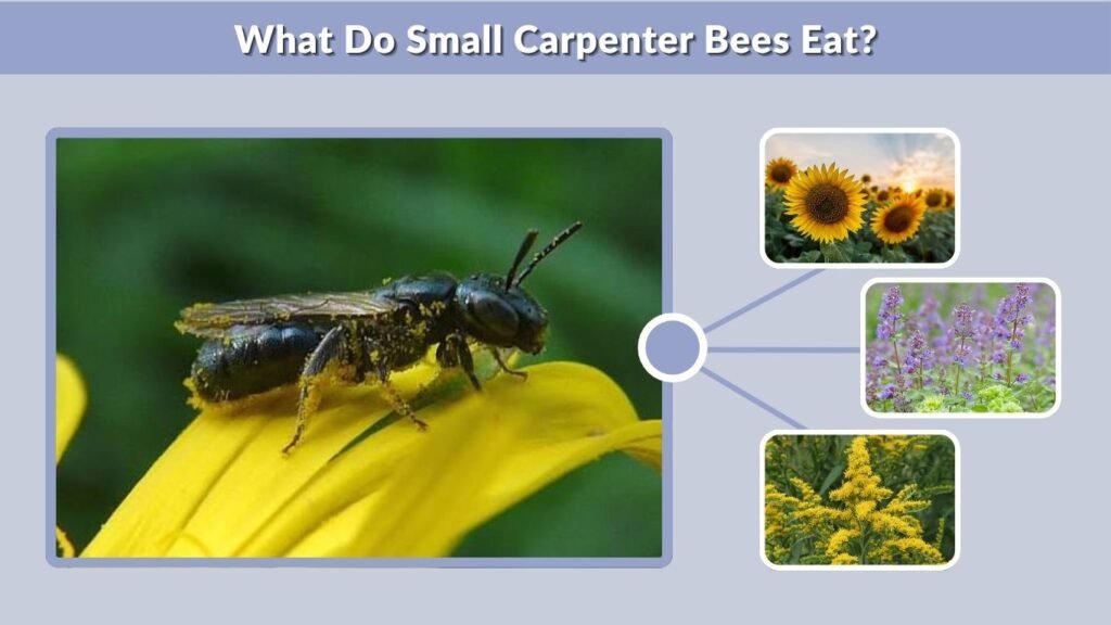 What Do Small Carpenter Bees Eat?