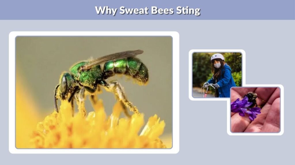 Why Sweat Bees Sting