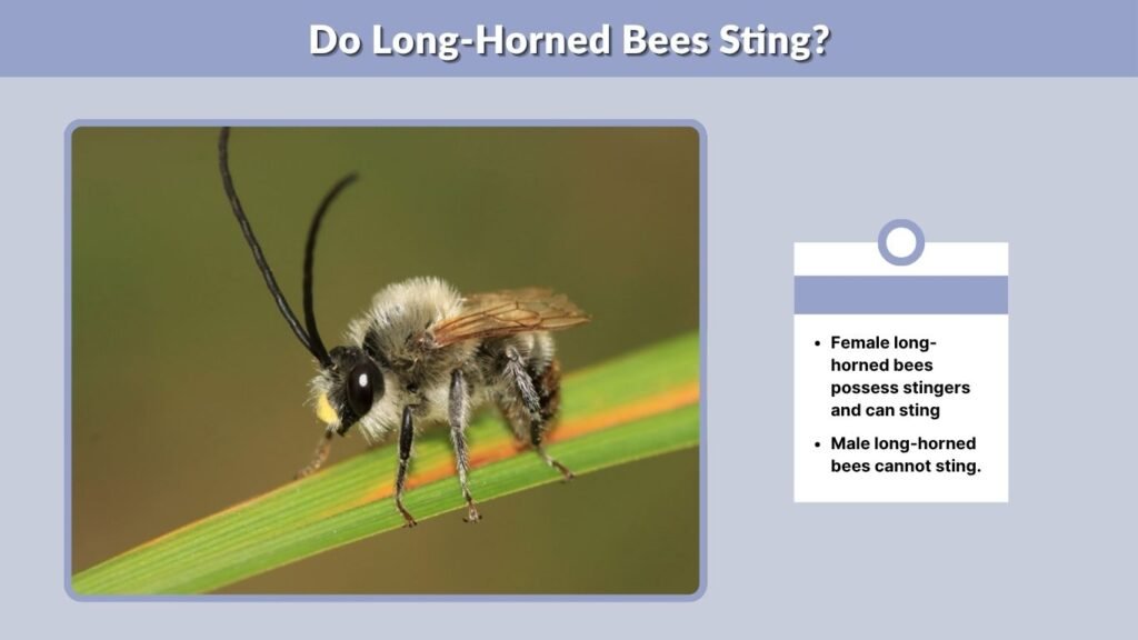 Do Long-Horned Bees Sting?