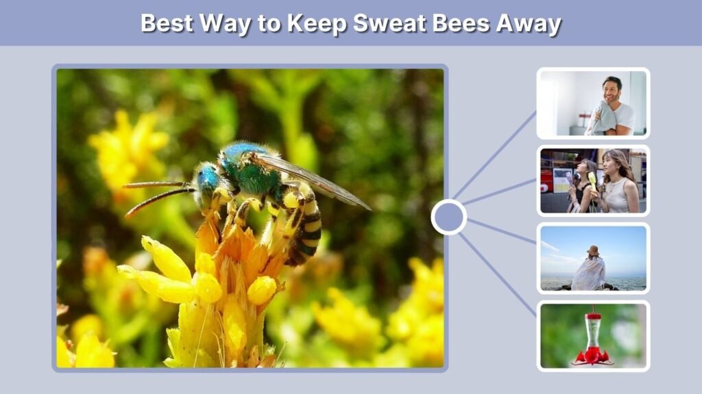 Best Way to Keep Sweat Bees Away