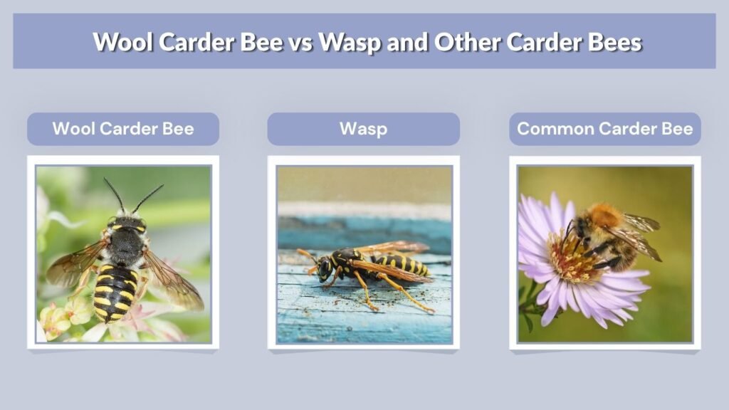 Wool Carder Bee vs Wasp and Other Carder Bees
