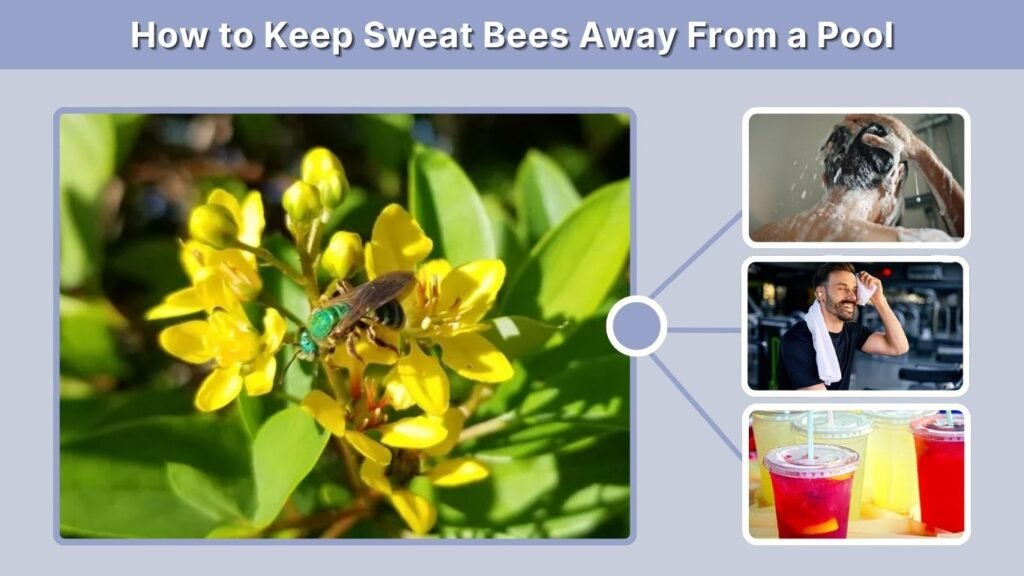 How to Keep Sweat Bees Away From a Pool