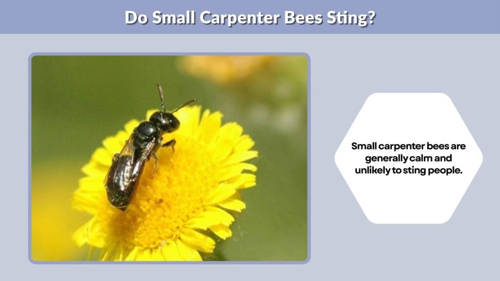 Do Small Carpenter Bees Sting?