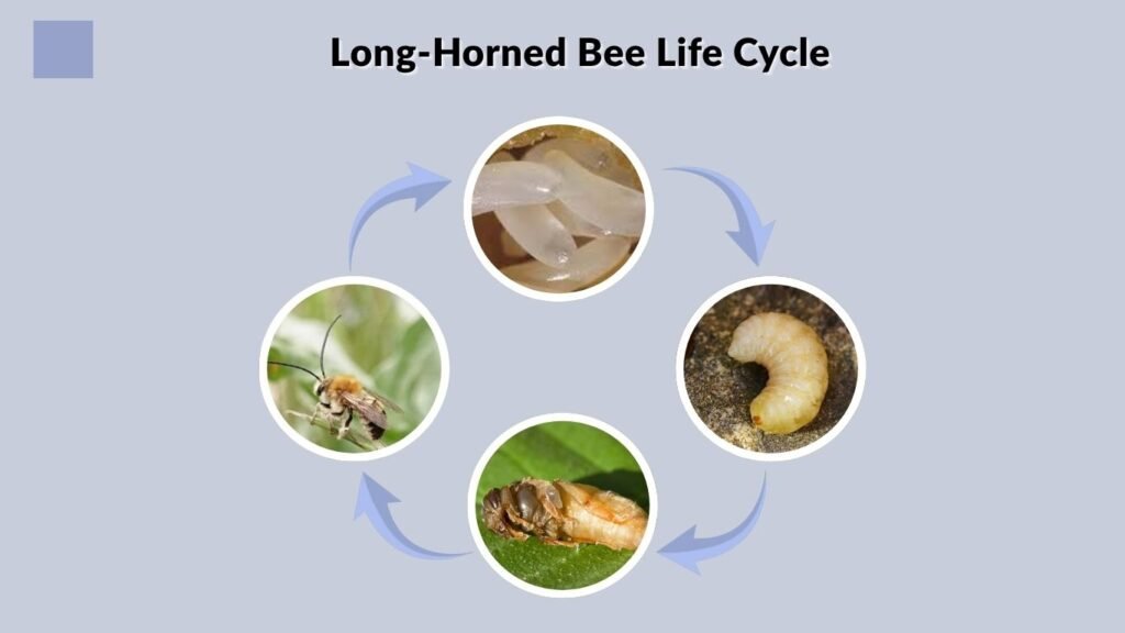Long-Horned Bee Life Cycle