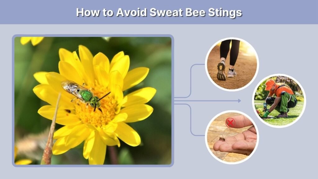 How to Avoid Sweat Bee Stings