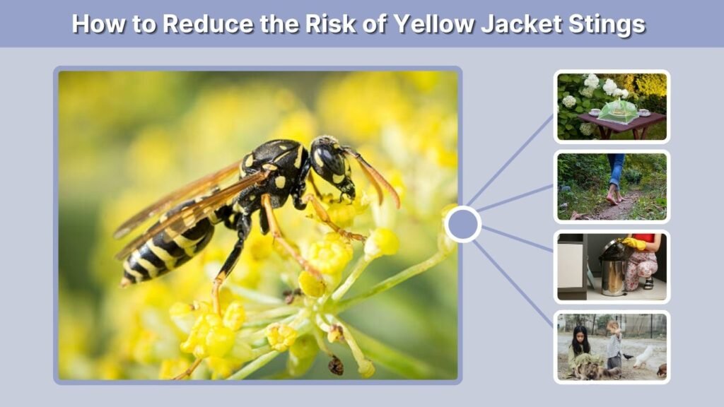 How to Reduce the Risk of Yellow Jacket Stings