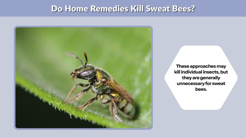 Do Home Remedies Kill Sweat Bees?